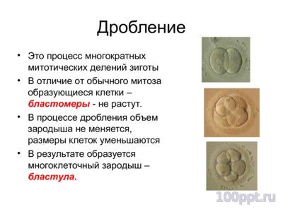 Презентация основные закономерностионтогенеза - слайд 7 7 слайд презентации основные закономерностионтогенеза