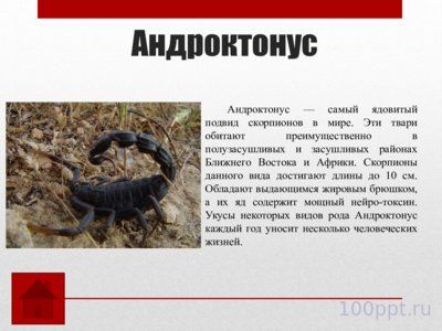 Презентация самые опасные насекомые в мире - слайд 6 6 слайд презентации самые опасные насекомые в мире