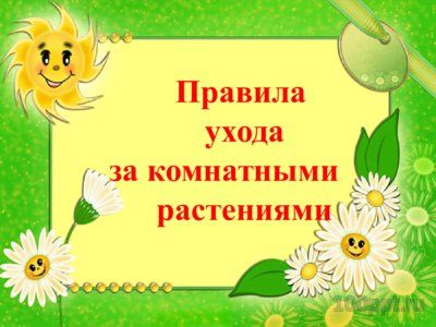 Презентация комнатные растения - слайд 1 1 слайд презентации комнатные растения