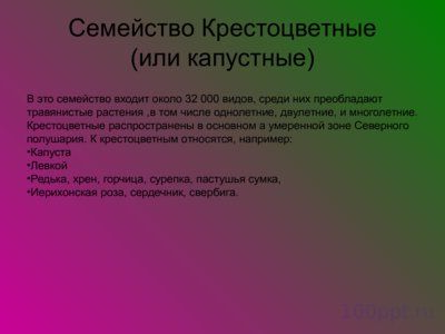 Презентация семейства класса двудольные - слайд 3 3 слайд презентации семейства класса двудольные