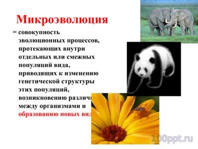 Презентация микроэволюция - слайд 1 1 слайд презентации микроэволюция