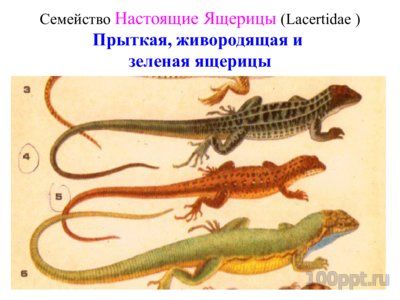 Презентация систематика рептилий - слайд 8 8 слайд презентации систематика рептилий