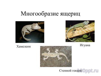 Презентация многообразие пресмыкающихся - слайд 5 5 слайд презентации многообразие пресмыкающихся