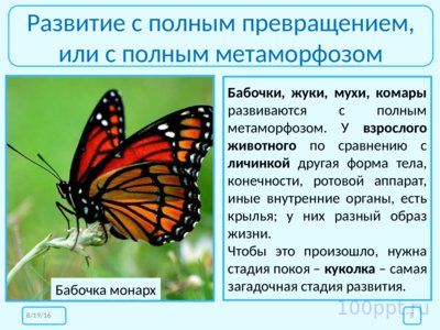 Презентация размножение и развитие насекомых - слайд 4 4 слайд презентации размножение и развитие насекомых
