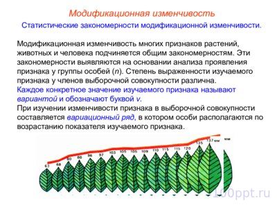 Презентация модификационная изменчивость - слайд 11 11 слайд презентации модификационная изменчивость