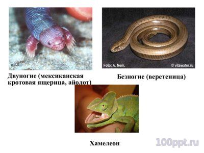 Презентация многообразие пресмыкающихся - слайд 6 6 слайд презентации многообразие пресмыкающихся