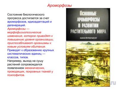 Презентация биологический прогресс и регресс - слайд 4 4 слайд презентации биологический прогресс и регресс