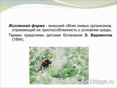 Презентация жизненные формы растений и животных - слайд 2 2 слайд презентации жизненные формы растений и животных