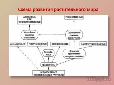 Презентация ароморфозы в эволюции растений - слайд 2 2 слайд презентации ароморфозы в эволюции растений