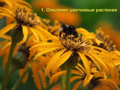 Презентация значение насекомых - слайд 2 2 слайд презентации значение насекомых