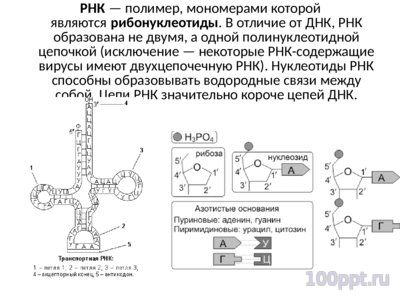 Презентация нуклеиновые кислоты - слайд 8 8 слайд презентации нуклеиновые кислоты