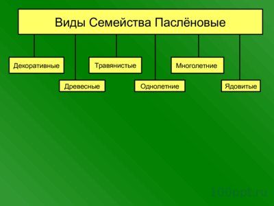 Презентация семейства класса двудольные - слайд 6 6 слайд презентации семейства класса двудольные