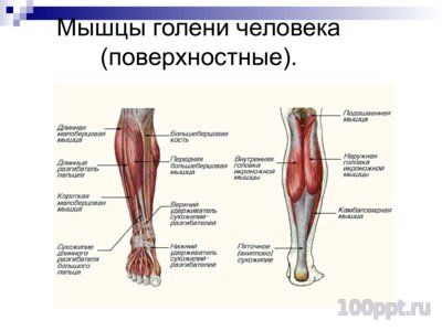 Презентация система органов человека - слайд 9 9 слайд презентации система органов человека
