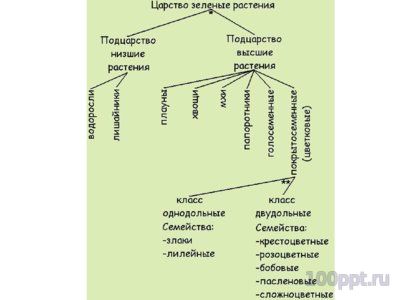 Презентация классификация растений - слайд 5 5 слайд презентации классификация растений