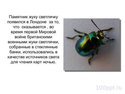 Презентация памятники насекомым - слайд 3 3 слайд презентации памятники насекомым