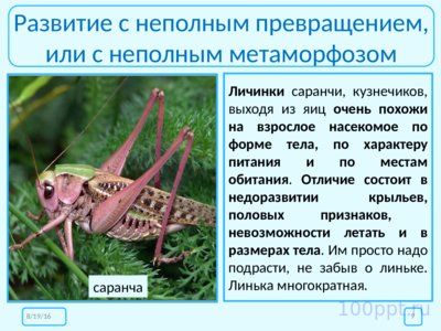 Презентация размножение и развитие насекомых - слайд 8 8 слайд презентации размножение и развитие насекомых
