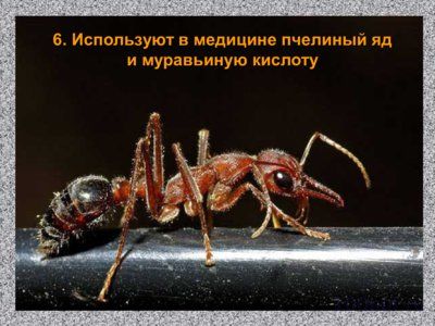 Презентация значение насекомых - слайд 9 9 слайд презентации значение насекомых