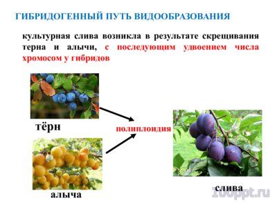Презентация микроэволюция - слайд 5 5 слайд презентации микроэволюция