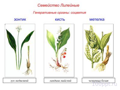 Презентация семейства класса однодольные - слайд 5 5 слайд презентации семейства класса однодольные