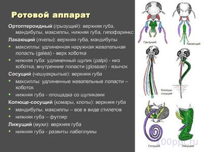 Презентация внутреннее и внешнее строение насекомых - слайд 2 2 слайд презентации внутреннее и внешнее строение насекомых