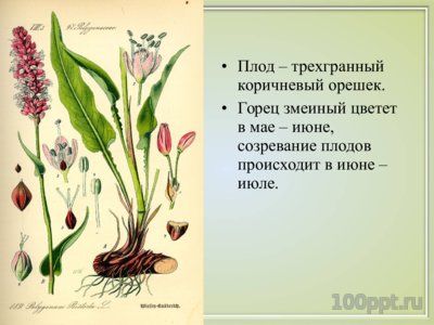 Презентация вяжущие лекарственные растения - слайд 7 7 слайд презентации вяжущие лекарственные растения
