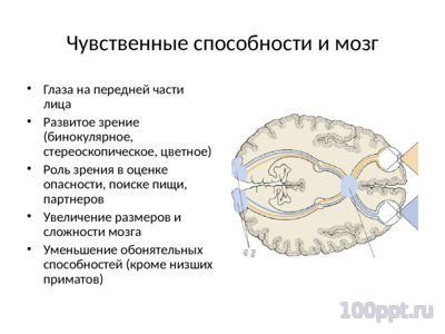 Презентация современные приматы - слайд 10 10 слайд презентации современные приматы