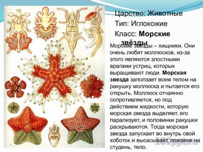 Презентация морские звезды - слайд 2 2 слайд презентации морские звезды