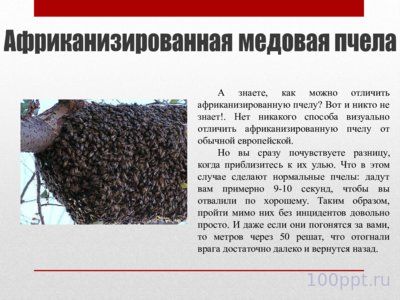 Презентация самые опасные насекомые в мире - слайд 7 7 слайд презентации самые опасные насекомые в мире