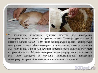 Презентация измерение температуры тела животных - слайд 4 4 слайд презентации измерение температуры тела животных