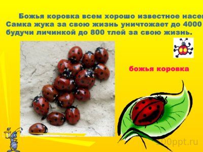 Презентация вредные и полезные насекомые - слайд 10 10 слайд презентации вредные и полезные насекомые