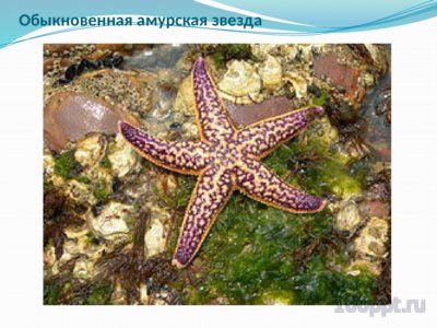 Презентация морские звезды - слайд 8 8 слайд презентации морские звезды