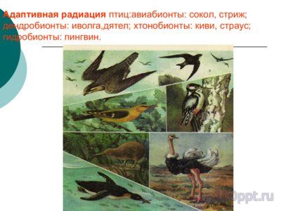 Презентация приспособительные формы организмов - слайд 2 2 слайд презентации приспособительные формы организмов