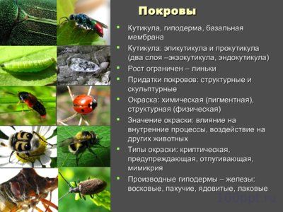 Презентация внутреннее и внешнее строение насекомых - слайд 5 5 слайд презентации внутреннее и внешнее строение насекомых