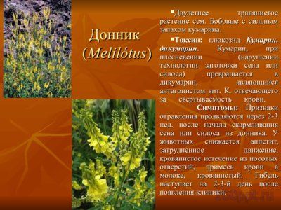 Презентация вредные и ядовитые для животных растения - слайд 7 7 слайд презентации вредные и ядовитые для животных растения