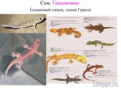 Презентация систематика рептилий - слайд 4 4 слайд презентации систематика рептилий