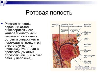 Презентация система органов человека - слайд 10 10 слайд презентации система органов человека