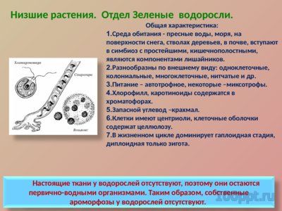 Презентация ароморфозы в эволюции растений - слайд 3 3 слайд презентации ароморфозы в эволюции растений