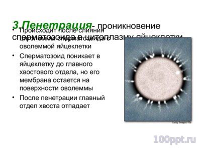 Презентация основные закономерностионтогенеза - слайд 10 10 слайд презентации основные закономерностионтогенеза
