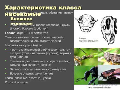 внутреннее и внешнее строение насекомых