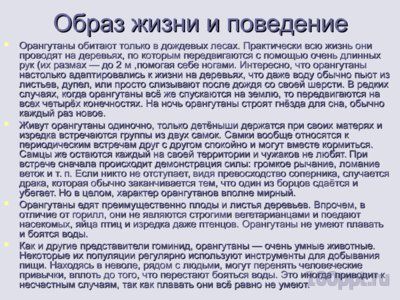 Презентация человекообразные обезьяны - слайд 7 7 слайд презентации человекообразные обезьяны