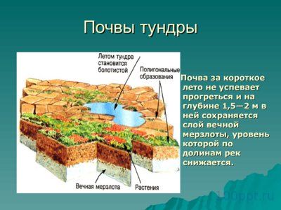 Презентация природная зона Тундра - слайд 8 8 слайд презентации природная зона Тундра