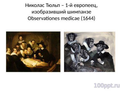 Презентация современные приматы - слайд 3 3 слайд презентации современные приматы