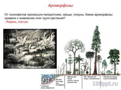 Презентация биологический прогресс и регресс - слайд 5 5 слайд презентации биологический прогресс и регресс