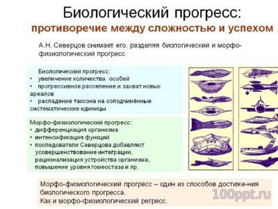 Презентация биологический прогресс и регресс - слайд 2 2 слайд презентации биологический прогресс и регресс