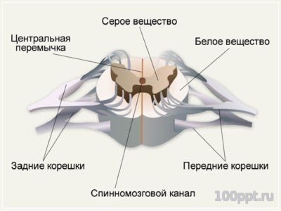 Презентация значение нервной системы - слайд 10 10 слайд презентации значение нервной системы