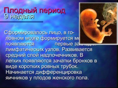 Презентация онтогенез человека - слайд 8 8 слайд презентации онтогенез человека