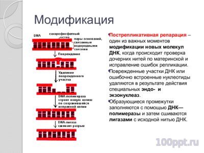 Презентация синтез нуклеиновых кислот - слайд 7 7 слайд презентации синтез нуклеиновых кислот