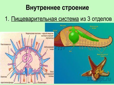 Презентация тип иглокожие - слайд 7 7 слайд презентации тип иглокожие