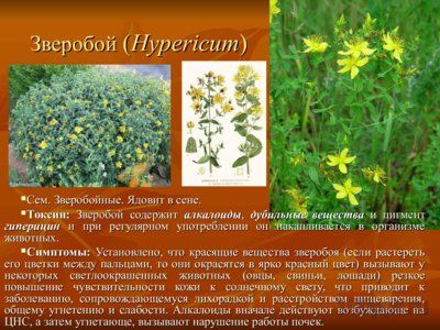 Презентация вредные и ядовитые для животных растения - слайд 9 9 слайд презентации вредные и ядовитые для животных растения