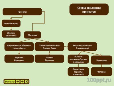 Презентация эволюция приматов - слайд 9 9 слайд презентации эволюция приматов